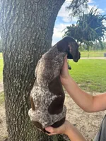 Male number 2, a male German Shorthaired Pointer for sale in Ona, FL – 2 of 2
