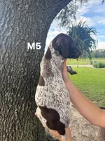 Male number 5, a male German Shorthaired Pointer for sale in Ona, FL – 2 of 2