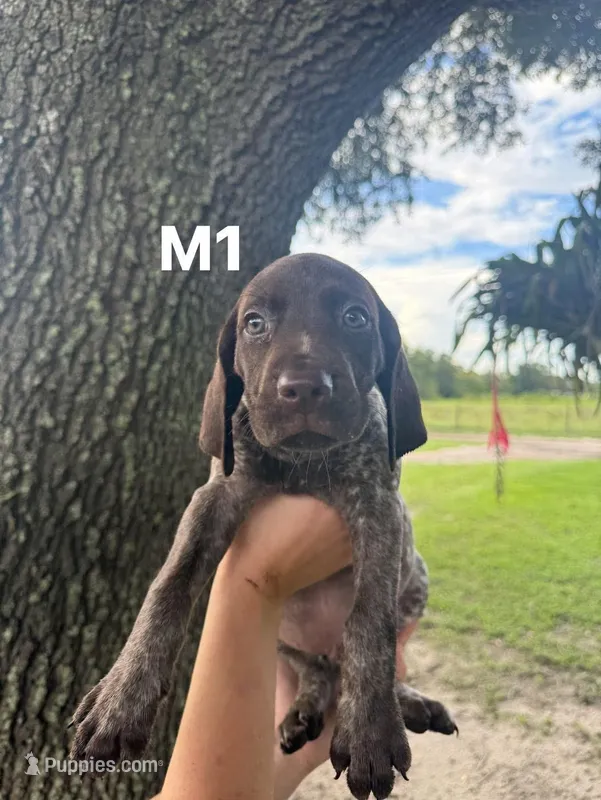 Male number 1 – German Shorthaired Pointer puppy for sale in Ona, FL