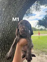 Male number 1, a male German Shorthaired Pointer for sale in Ona, FL – 1 of 2
