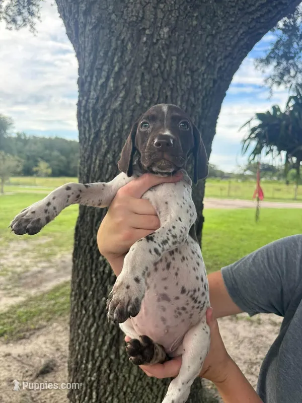 Female 2 – German Shorthaired Pointer puppy for sale in Ona, FL