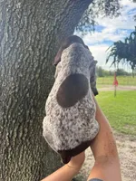 Male number 1, a male German Shorthaired Pointer for sale in Ona, FL – 2 of 2
