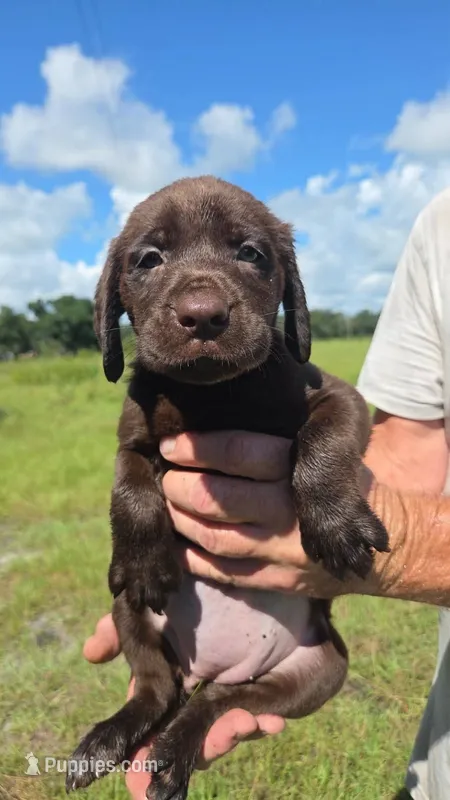Chocolate female – Labrador Retriever puppy for sale in Ona, FL