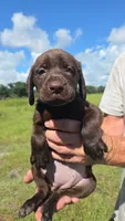 Chocolate female, a female Labrador Retriever for sale in Ona, FL – 1 of 2