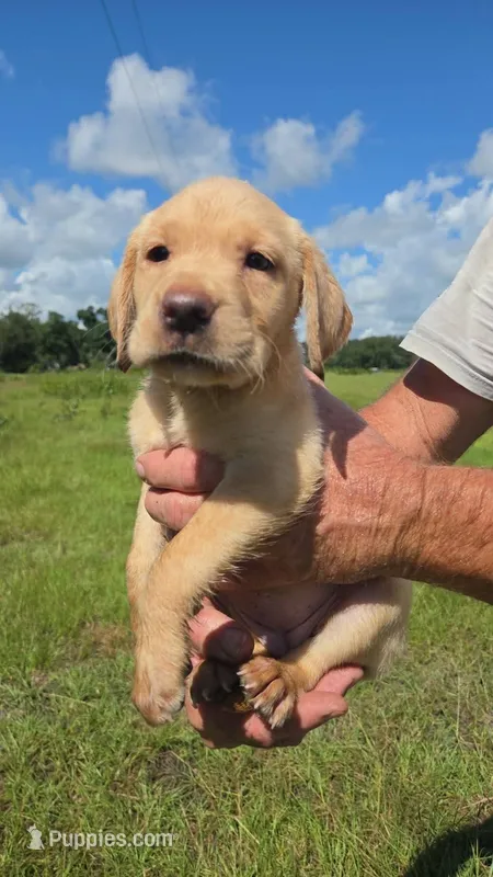Yellow female – Labrador Retriever puppy for sale in Ona, FL
