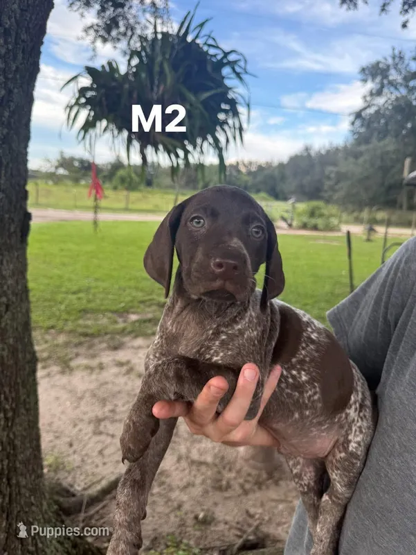 Male number 2 – German Shorthaired Pointer puppy for sale in Ona, FL
