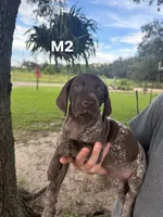 Male number 2, a male German Shorthaired Pointer for sale in Ona, FL – 1 of 2