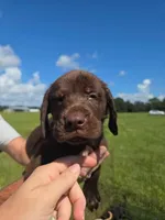 Chocolate male 2, a male Labrador Retriever for sale in Ona, FL – 1 of 1