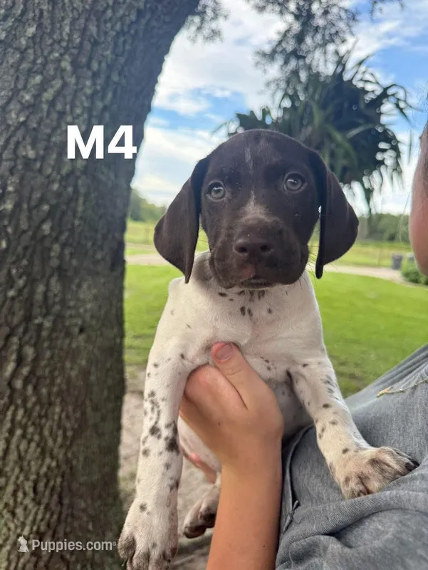 Male number 4 – German Shorthaired Pointer puppy for sale in Ona, FL