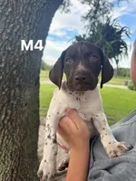 Male number 4, a male German Shorthaired Pointer for sale in Ona, FL – 1 of 2
