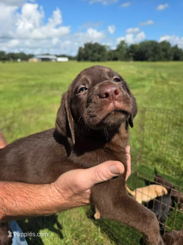Chocolate male 1 – Labrador Retriever puppy for sale in Ona, FL