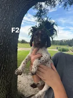 Female 2, a female German Shorthaired Pointer for sale in Ona, FL – 3 of 3