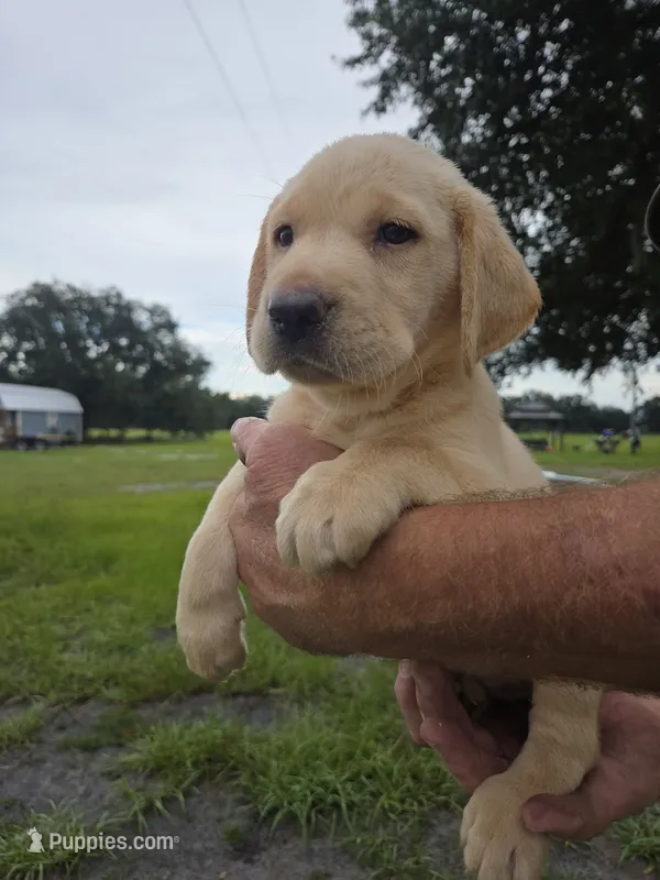 Yellow – Labrador Retriever puppy for sale in Ona, FL