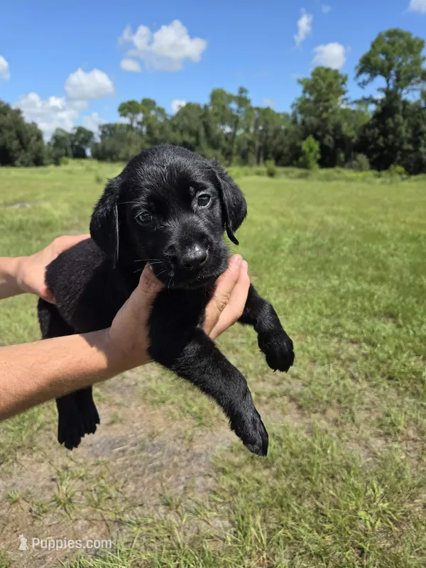 Black Lab – Labrador Retriever puppy for sale in Ona, FL