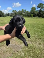 Black Lab, a male Labrador Retriever for sale in Ona, FL – 1 of 1