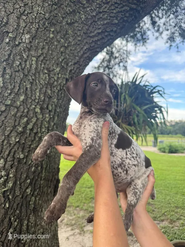 Male number 5 – German Shorthaired Pointer puppy for sale in Ona, FL