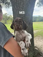 Male number 3, a male German Shorthaired Pointer for sale in Ona, FL – 1 of 2