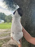 Male number 3, a male German Shorthaired Pointer for sale in Ona, FL – 2 of 2