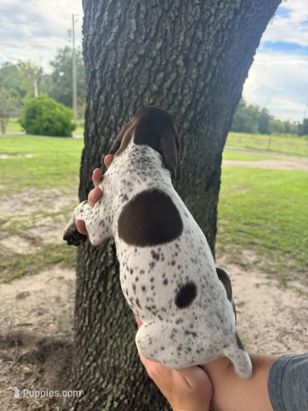 Female 2 – German Shorthaired Pointer puppy for sale in Ona, FL
