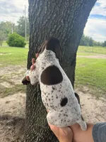 Female 2, a female German Shorthaired Pointer for sale in Ona, FL – 1 of 3