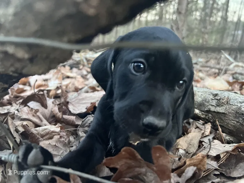 Lucy  – German Shorthaired Pointer, Golden Retriever puppy for sale in Buckingham Courthouse, VA