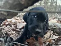 Lucy , a female German Shorthaired Pointer and Golden Retriever for sale in Buckingham Courthouse, VA – Photo 1 of 2