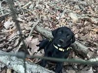 Lucy , a female German Shorthaired Pointer and Golden Retriever for sale in Buckingham Courthouse, VA – Photo 2 of 2