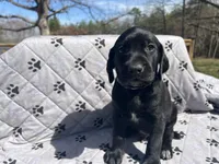Merle , a male German Shorthaired Pointer and Golden Retriever for sale in Buckingham Courthouse, VA – Photo 1 of 2