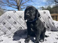 Merle , a male German Shorthaired Pointer and Golden Retriever for sale in Buckingham Courthouse, VA – Photo 2 of 2
