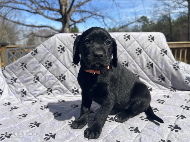 Lilly – German Shorthaired Pointer, Golden Retriever puppy for sale in Buckingham Courthouse, VA