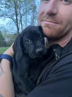 Bailey , a female German Shorthaired Pointer and Golden Retriever for sale in Buckingham Courthouse, VA – Photo 2 of 3