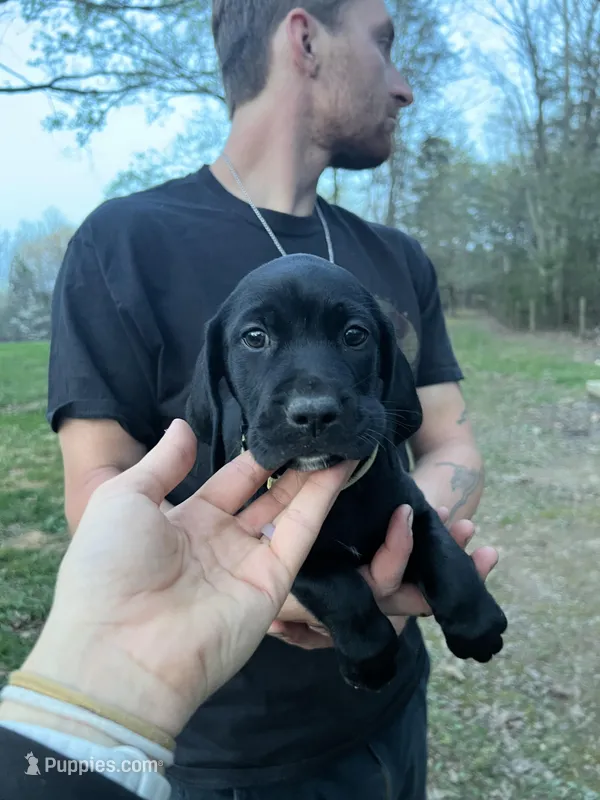 Bailey  – German Shorthaired Pointer, Golden Retriever puppy for sale in Buckingham Courthouse, VA