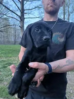 Bailey , a female German Shorthaired Pointer and Golden Retriever for sale in Buckingham Courthouse, VA – Photo 3 of 3