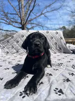 Valentine , a female German Shorthaired Pointer and Golden Retriever for sale in Buckingham Courthouse, VA – Photo 2 of 2