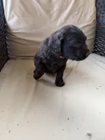 Orange, a female Boykin Spaniel for sale in Thomson, GA – Photo 5 of 5