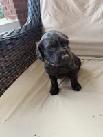 Orange, a female Boykin Spaniel for sale in Thomson, GA – Photo 4 of 5