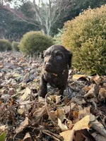 Orange, a female Boykin Spaniel for sale in Thomson, GA – Photo 1 of 5