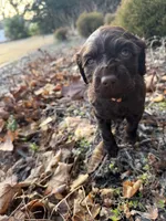 Orange, a female Boykin Spaniel for sale in Thomson, GA – Photo 3 of 5