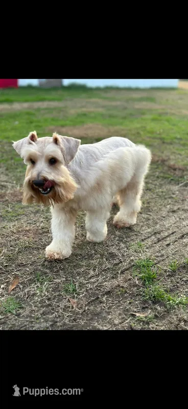 Homer – Miniature Schnauzer puppy for sale in West Green, GA