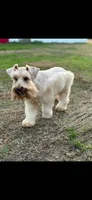 Homer, a male Miniature Schnauzer for sale in West Green, GA – 1 of 3