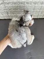 Spot, a male Miniature Schnauzer for sale in West Green, GA – 2 of 3