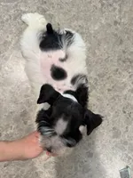 Sugar, a female Miniature Schnauzer for sale in West Green, GA – 2 of 2