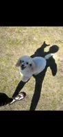 Peaches , a female Poodle - Toy  for sale in West Green, GA – 3 of 7