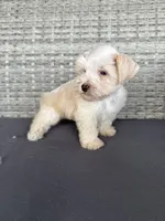 Bruno, a male Miniature Schnauzer for sale in West Green, GA – 2 of 3