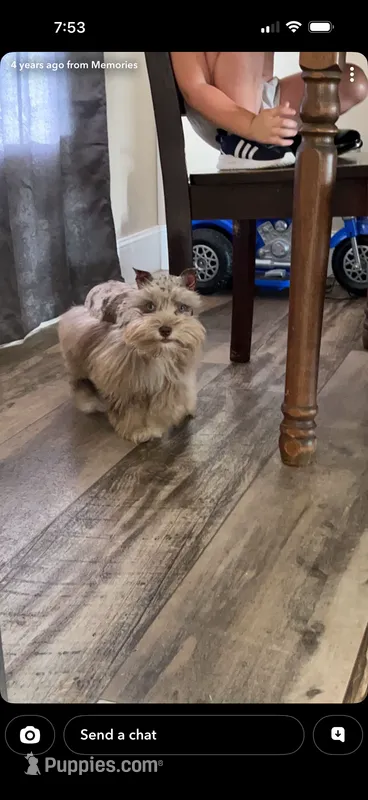 Willow  – Miniature Schnauzer puppy for sale in West Green, GA