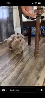 Willow , a female Miniature Schnauzer for sale in West Green, GA – 1 of 1