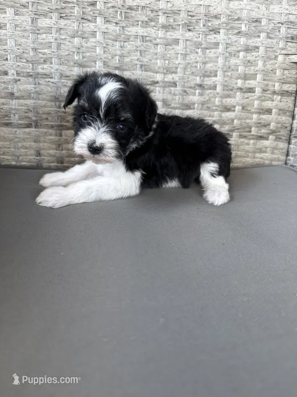 Oreo  – Miniature Schnauzer puppy for sale in West Green, GA