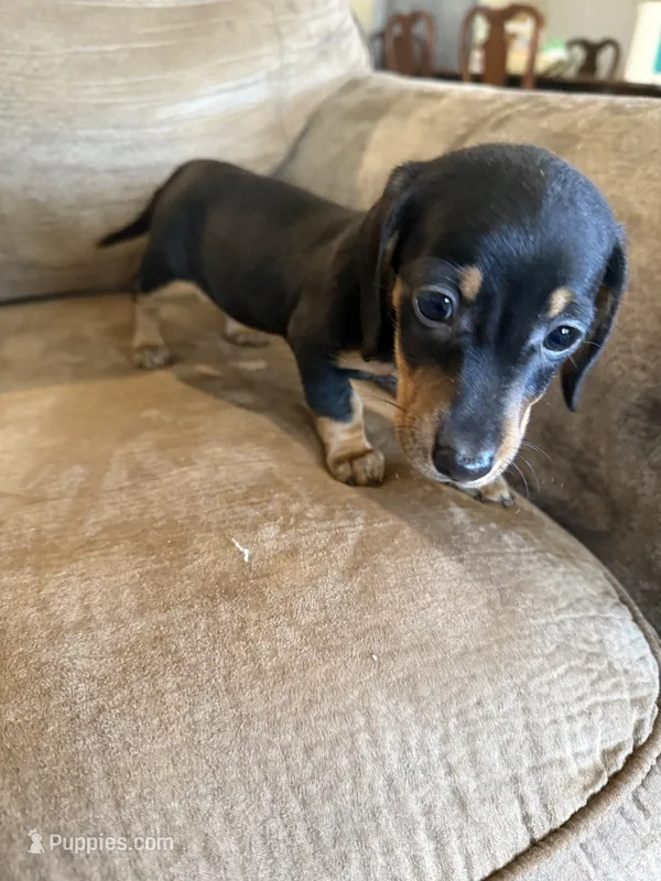Lucy  – Miniature Dachshund puppy for sale in West Green, GA