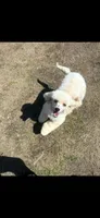 Peaches , a female Poodle - Toy  for sale in West Green, GA – 5 of 7