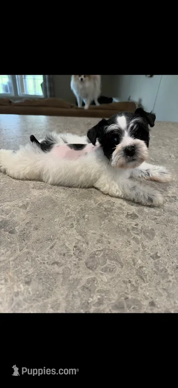 Sugar – Miniature Schnauzer puppy for sale in West Green, GA